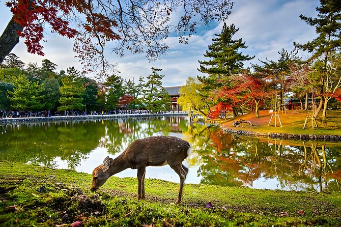 3 Days Private Osaka Kyoto and Nara Tour With English Driver - Nara’s deer, temples, and quiet gardens