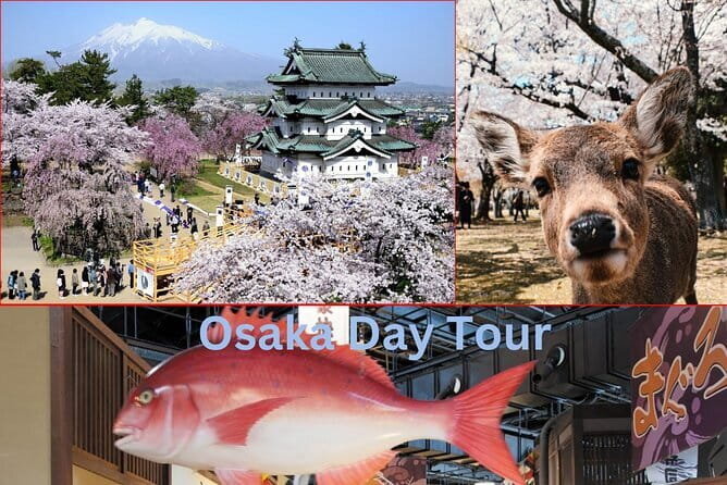 Amanohashidate & Ine Boathouse Full-Day Tour from Kyoto or Osaka - Extra costs and overall value