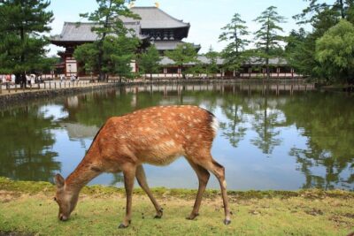 Ancient Capital Tour: Kyoto and Nara Highlights from Kyoto/Osaka