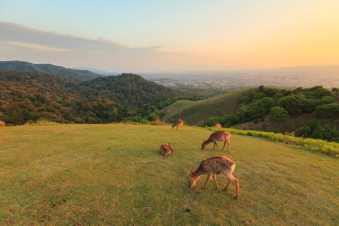 Best of Kyoto and Nara Highlights Day Tour from Osaka (7~9 spots) - What the guiding adds