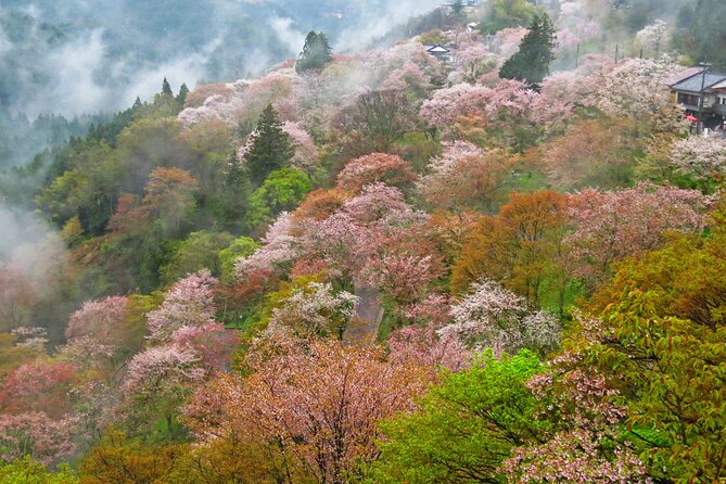 Cherry Blossom Buddha and Mt.Yoshino with Strawberry Picking Tour - Mount Yoshino and the Senbonzakura views