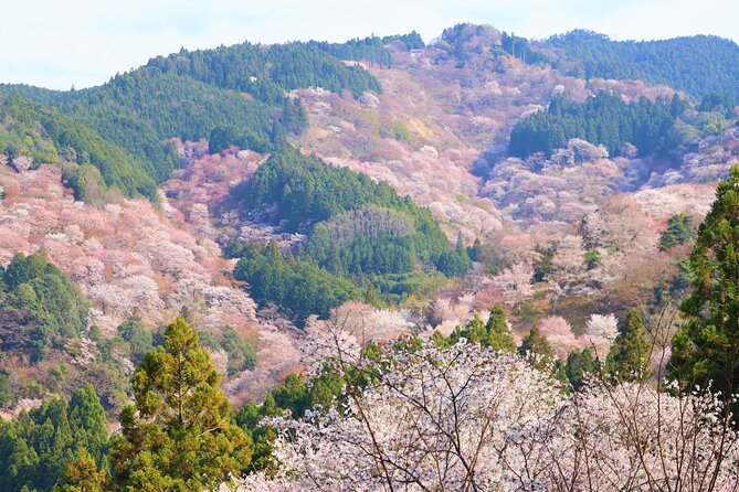 Cherry Blossom Buddha and Mt.Yoshino with Strawberry Picking Tour - The Nara-style bento question