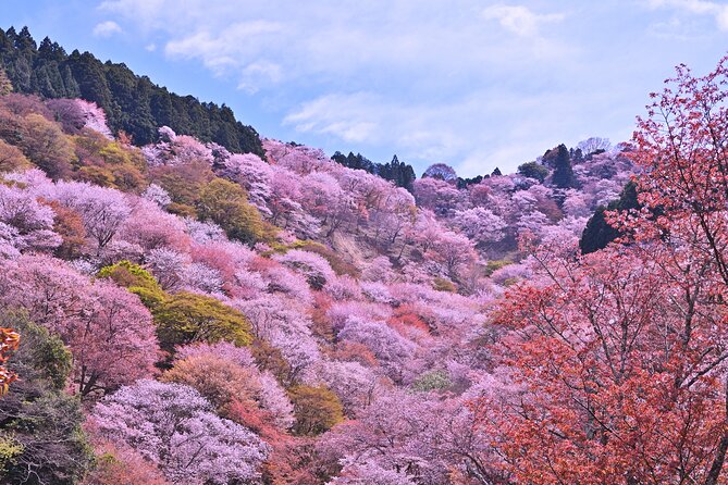 Cherry Blossom Buddha and Mt.Yoshino with Strawberry Picking Tour - Roadside Station Katsuragi on the return journey
