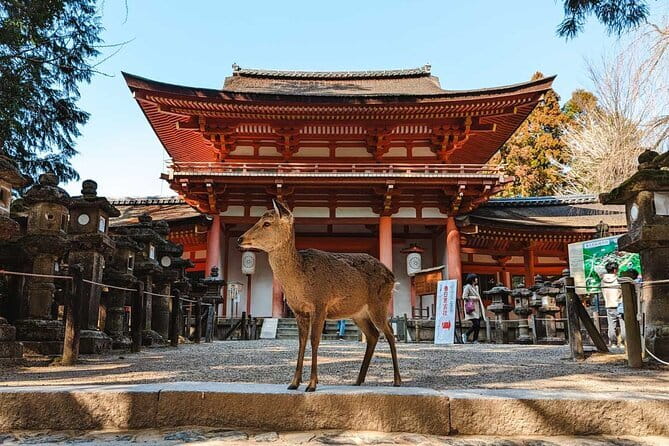 Exclusive Luxury Day Tours Serene Nara - Why a private Nara day works so well