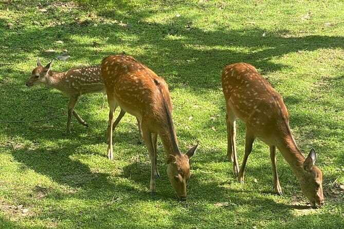 Exclusive Luxury Day Tours Serene Nara - Nara Park and Todai-ji: start with the icons