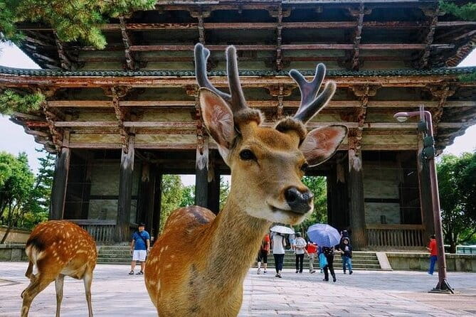 Exclusive Luxury Day Tours Serene Nara - The farther-flung options: art, shrines, and ancient sites