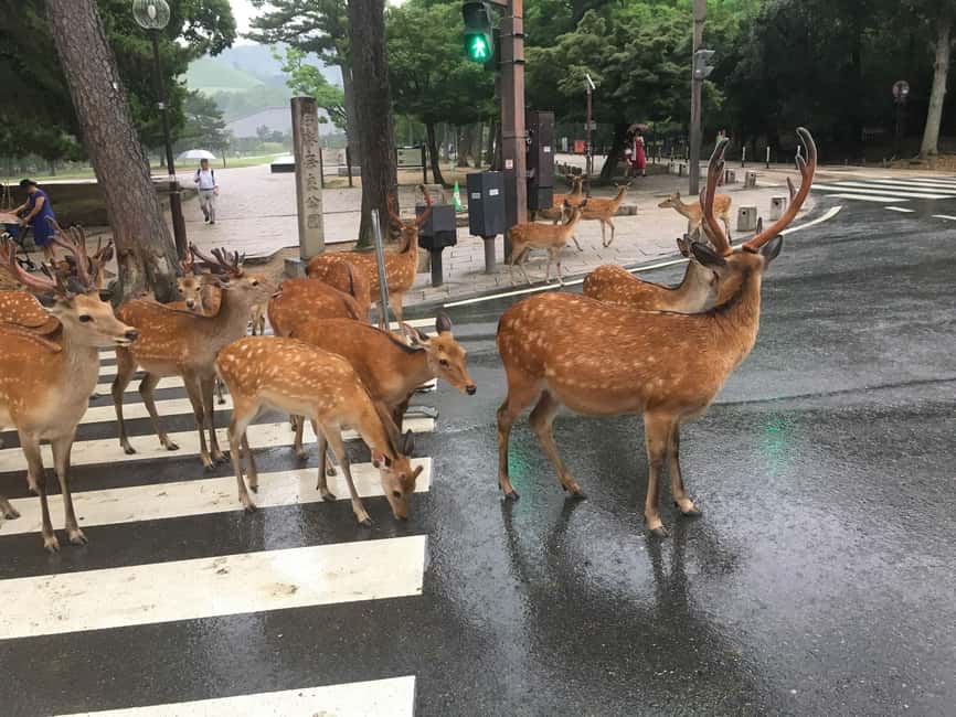 From Kyoto or Osaka: Kyoto Highlights & Nara Park Day Trip - Key points to know before booking