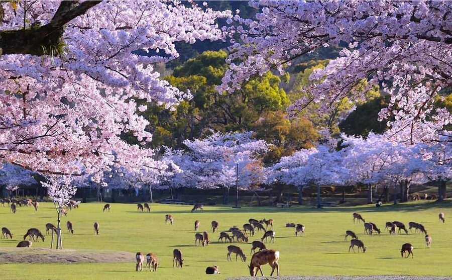 From Kyoto or Osaka: Kyoto Highlights & Nara Park Day Trip - A full day built around Kyoto’s greatest hits