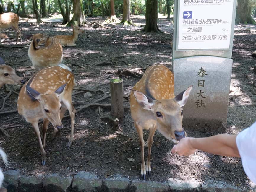From Kyoto or Osaka: Kyoto Highlights & Nara Park Day Trip - Walking beneath Fushimi Inari’s endless gates