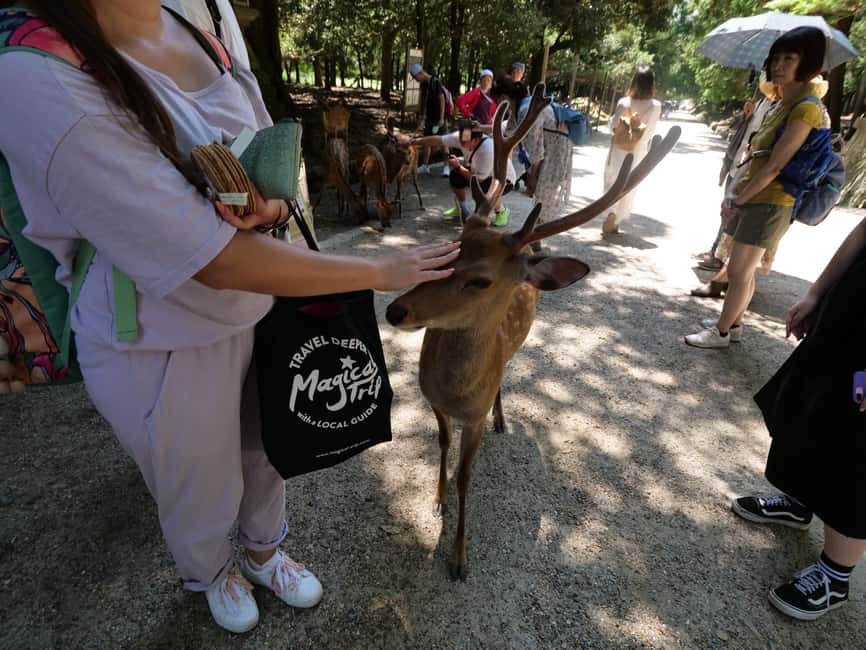 From Kyoto or Osaka: Kyoto Highlights & Nara Park Day Trip - Timing, traffic, and the shape of the day