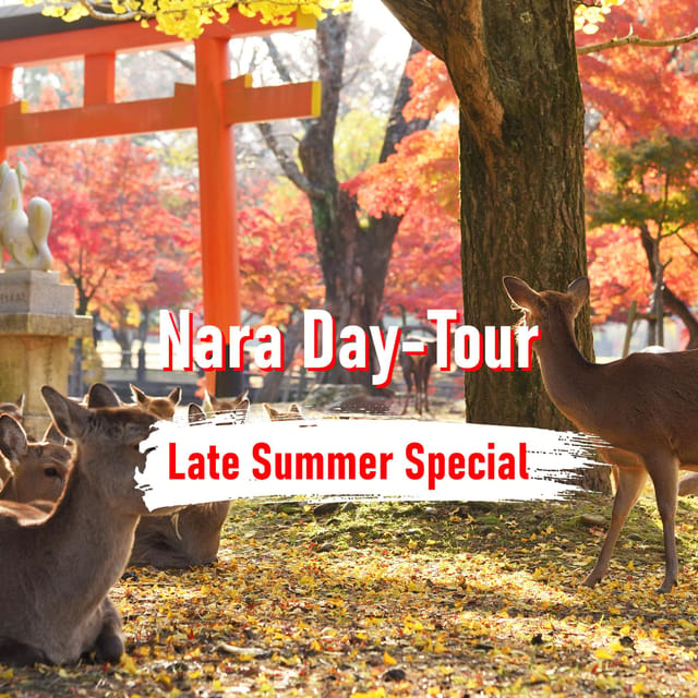 From Osaka: 10-hour Private Customized Tour to Nara - Key points to know before booking