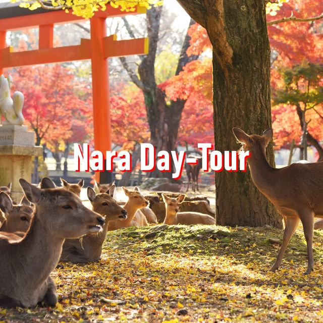 From Osaka: 10-hour Private Customized Tour to Nara - Nara Park and Todai-ji: the essential first stop