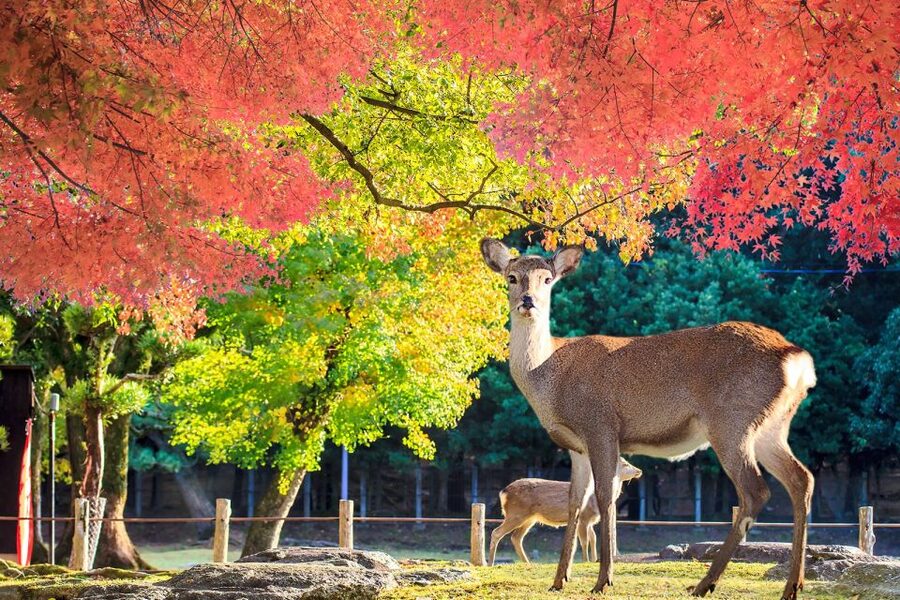 From Osaka: 10-hour Private Customized Tour to Nara - Shopping at Hankaku Bookstore and street shops