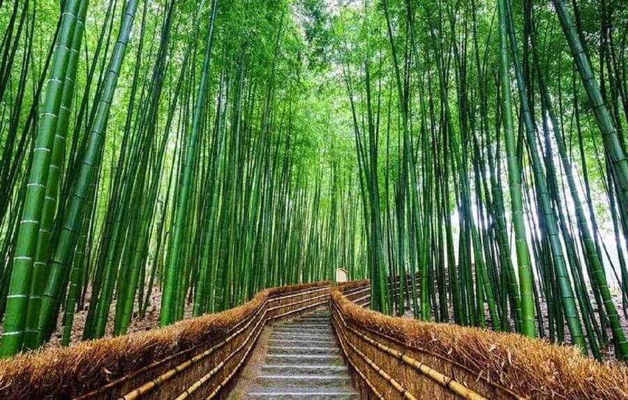 From Osaka: Kyoto, Nara, Fushimi Inari & Arashiyama Day Tour - Arashiyama, where your afternoon opens up