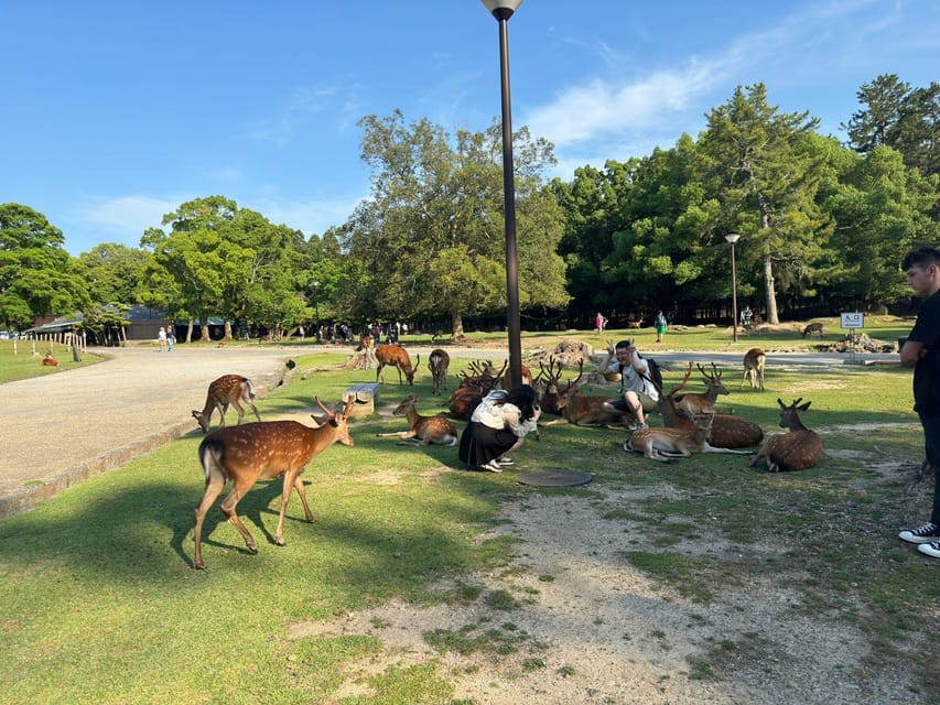 From Osaka/Kyoto: Nara One Day Private Tour - Lunch: keep the middle of the day flexible