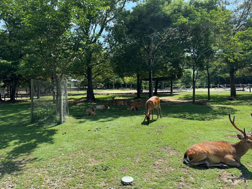 From Osaka/Kyoto: Nara One Day Private Tour - Kofuku-ji and Naramachi