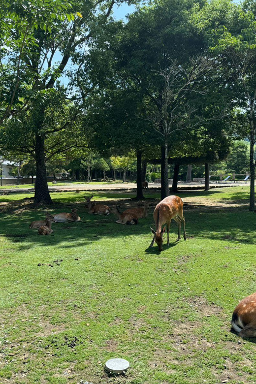 From Osaka/Kyoto: Nara One Day Private Tour - Nara Park and the deer