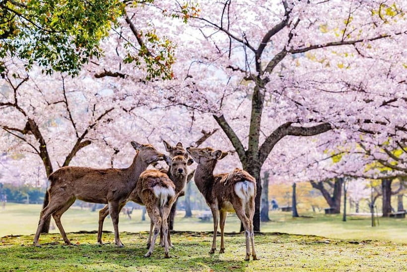 From Osaka: Nara Deer & Kyoto Kiyomizudera Sightseeing Tour - Nara Park: deer, crackers, and open space