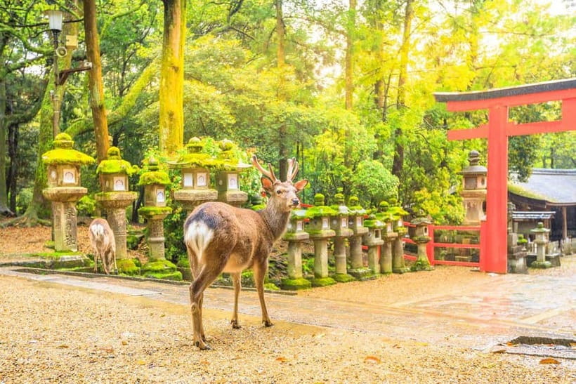From Osaka: Nara Deer & Kyoto Kiyomizudera Sightseeing Tour - Todaiji: Japan’s great wooden temple stop