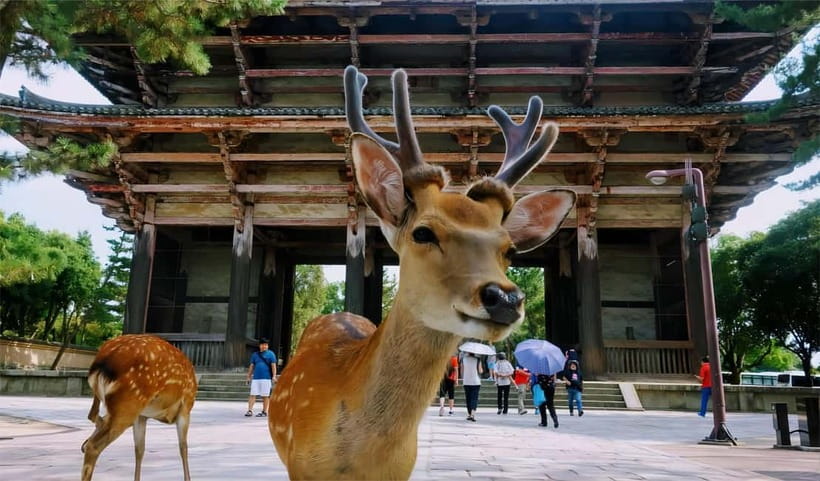 From Osaka: Nara Deer & Kyoto Kiyomizudera Sightseeing Tour - Fushimi Inari: the red-gate walk