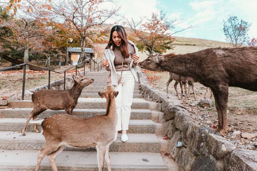 From Osaka: Nara, Kiyomizu-dera & Fushimi Inari Trip - Key points to know before booking