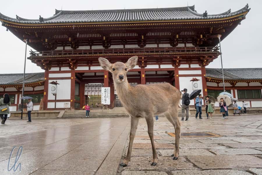 From Osaka: Nara, Kiyomizu-dera & Fushimi Inari Trip - Three famous places, one long day