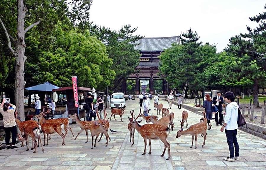 From Osaka: Nara, Kiyomizu-dera & Fushimi Inari Trip - Kiyomizu-dera and the best city view of the day
