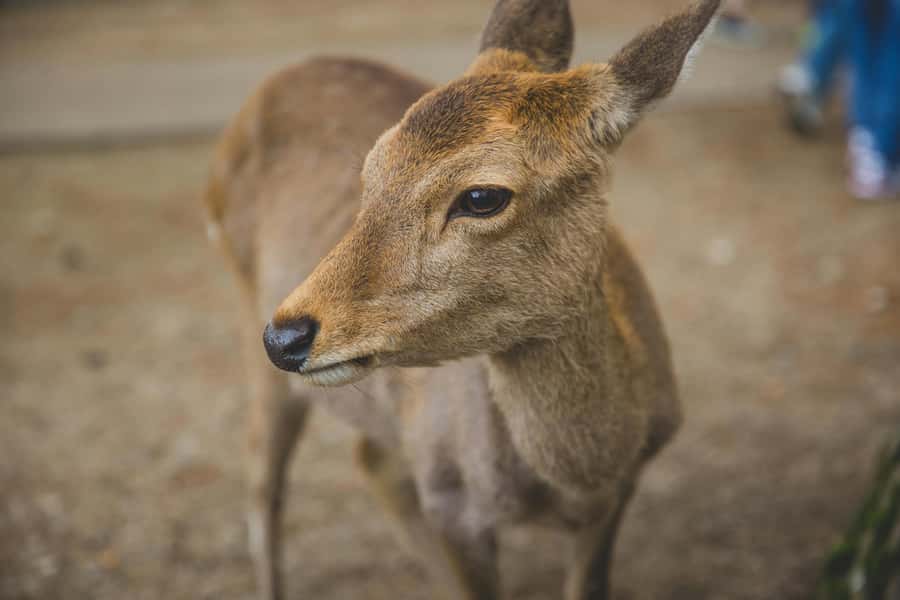 From Osaka: Nara, Kiyomizu-dera & Fushimi Inari Trip - What the guide adds to the day