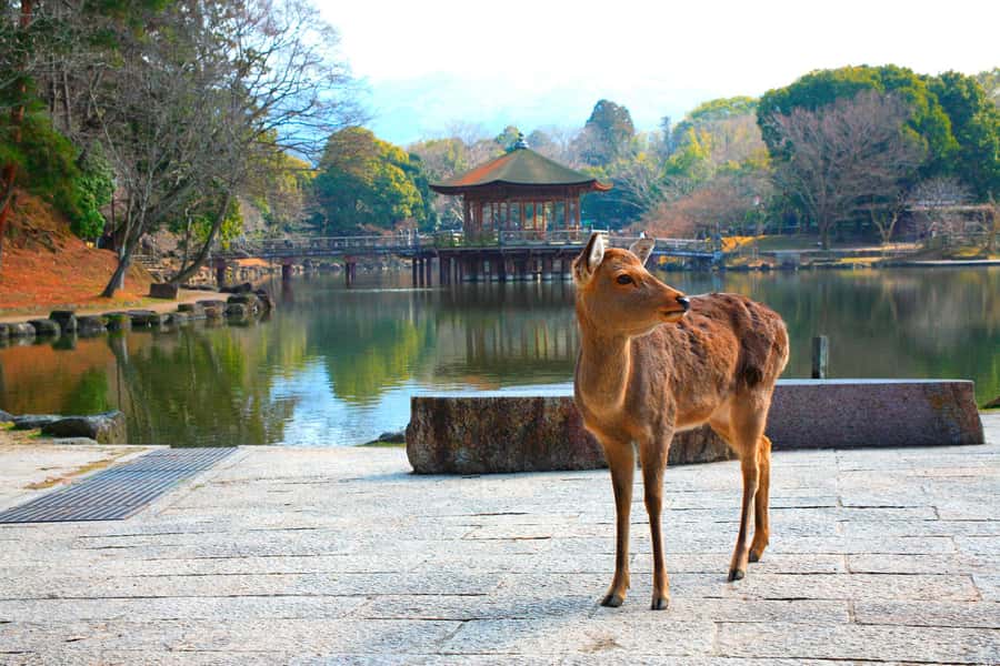 From Osaka: Nara, Kiyomizu-dera & Fushimi Inari Trip - Starting in Nara Park with free-roaming deer