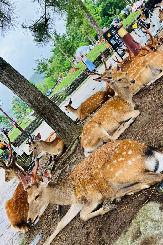 From Osaka: Nara Private Tour with Meet-Up at Your Hotel - Higashimuki Shopping Street: a useful first look at Nara