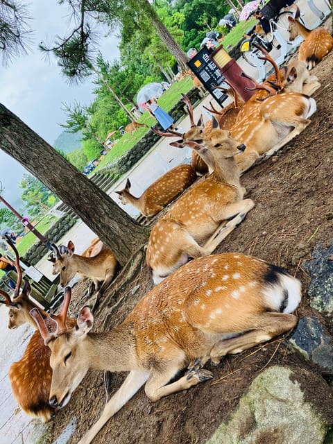 From Osaka: Nara Private Tour with Meet-Up at Your Hotel - Himuro Shrine, a quieter change of pace