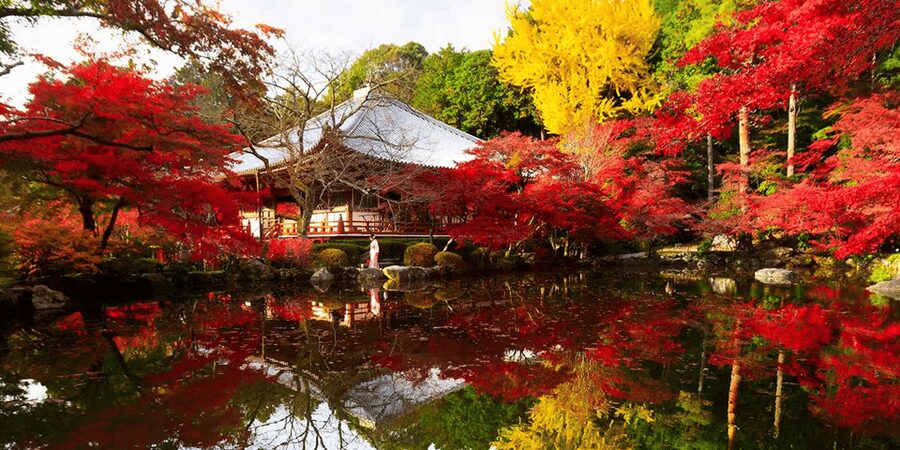 From Osaka: Private Customized Day Tour to Kyoto - What this Osaka to Kyoto day tour really offers