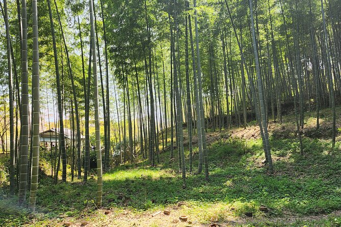 Full Day Guided Tour to Kyoto Arashiyama from Osaka by Van - What the guide adds to the day
