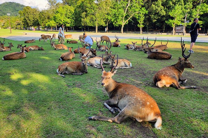 Full Day Guided Tour to Nara from Osaka by Van - Todai-ji’s 25.5-meter South Gate