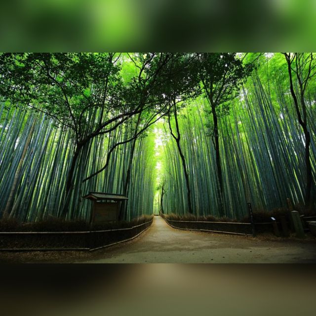 Full day Highlights destination of Kyoto with Hotel Pickup - Key points to know before booking
