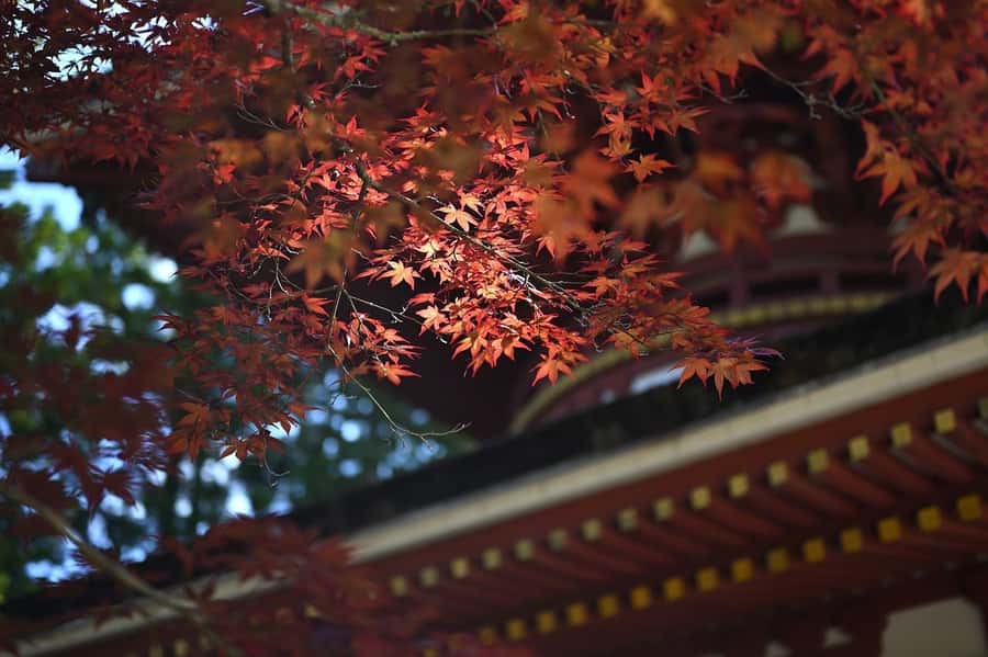 Koyasan: A Mysterious Meditation Journey - Kongobu-ji and the heart of Shingon Buddhism