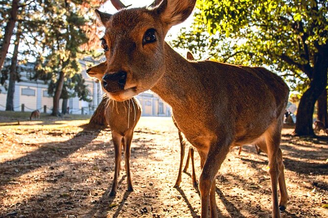 Kyoto and Nara Day Tour From Osaka with Deer Sightings - What the ¥69 Price Really Covers