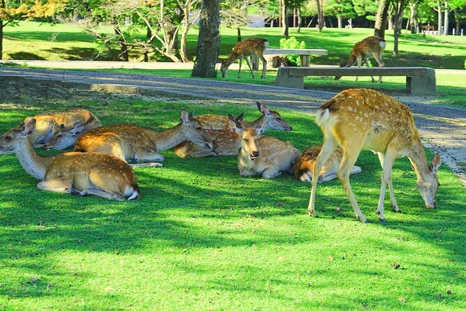 Kyoto and Nara UNESCO Highlights Full-day Tour From Osaka - Why this Kyoto and Nara day works from Osaka