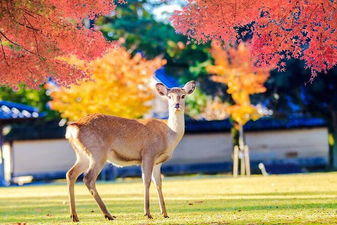Kyoto and Nara UNESCO Highlights Full-day Tour From Osaka - Timing, food, and practical costs