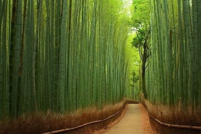 Kyoto & Nara Private customized tour with English speaking Guide - Nara Park and the deer