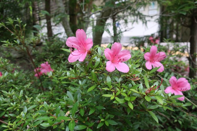 Minoh Waterfall and nature walk through the Minoh Park - Lunch at a local Japanese restaurant