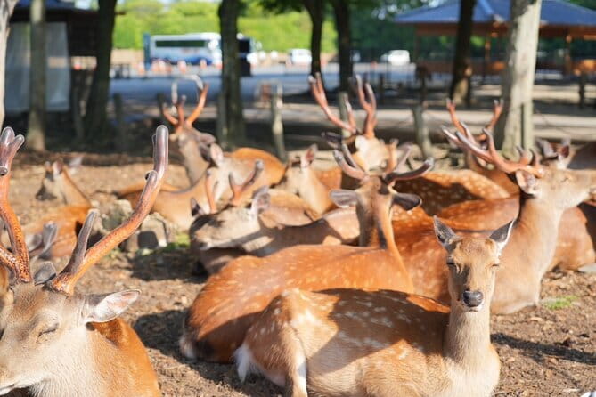 Nara Early Morning Tour (Osaka Departure Option) - Key points to know before booking