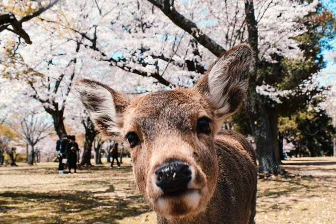 Nara : Private Day Walking Tour (From Osaka/Kyoto Possible) - Why Nara Works So Well as a Private Day Trip