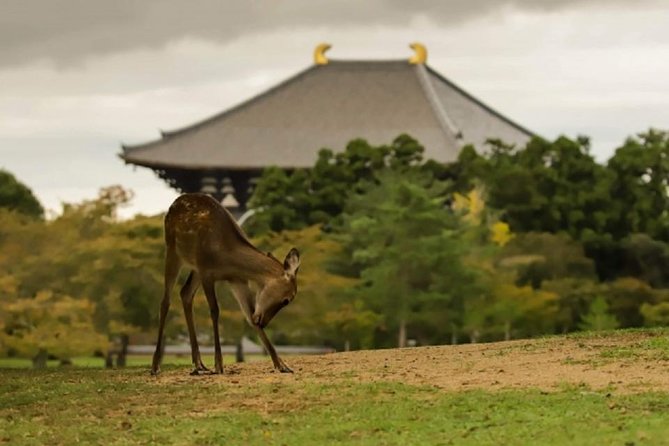 Nara Private Tour by Public Transportation from Osaka - A private route from Osaka to Nara