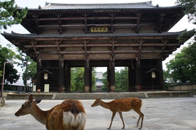Nara Private Tour by Public Transportation from Osaka - What the guide adds to the day