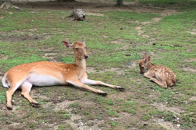 Nara private tour (Shore excursion available from Osaka or Kobe port) - Key points to know before booking
