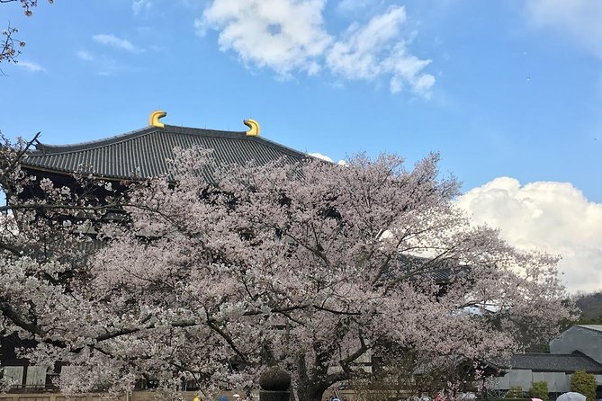Nara private tour (Shore excursion available from Osaka or Kobe port) - Why this Nara day works well from Osaka or Kobe