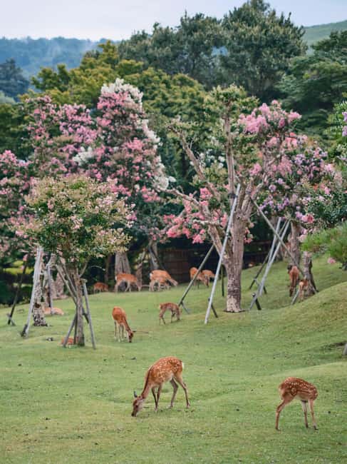 Osaka and Nara Customized Private tour with English Driver - What $380 Gets Your Group