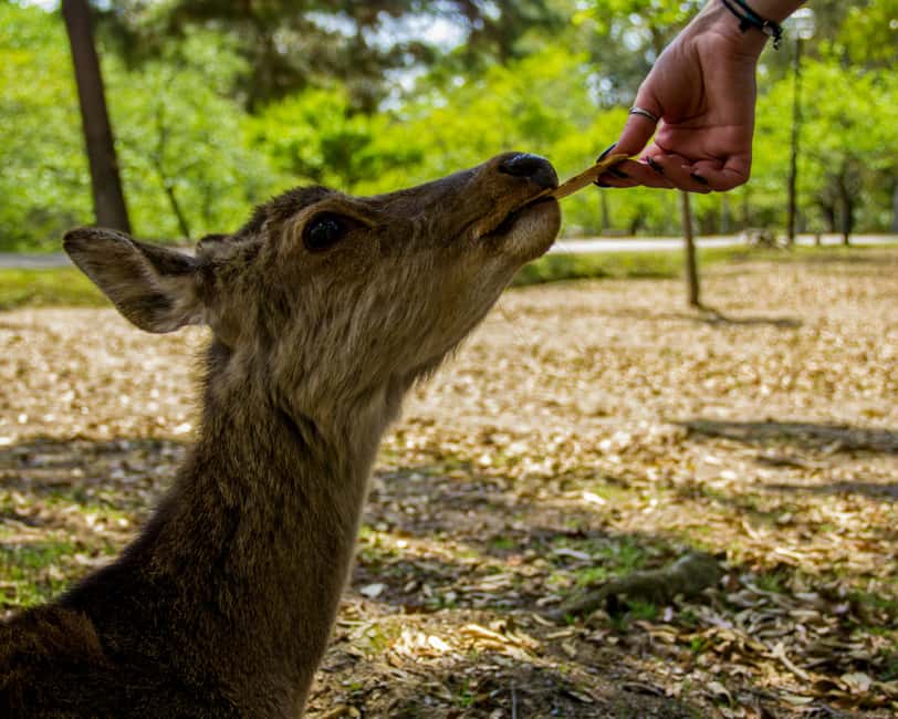 Osaka and Nara Customized Private tour with English Driver - Todai-ji and the Great Buddha in Nara