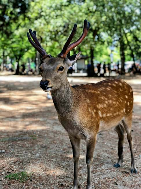 Osaka and Nara Customized Private tour with English Driver - What to Confirm Before You Pay